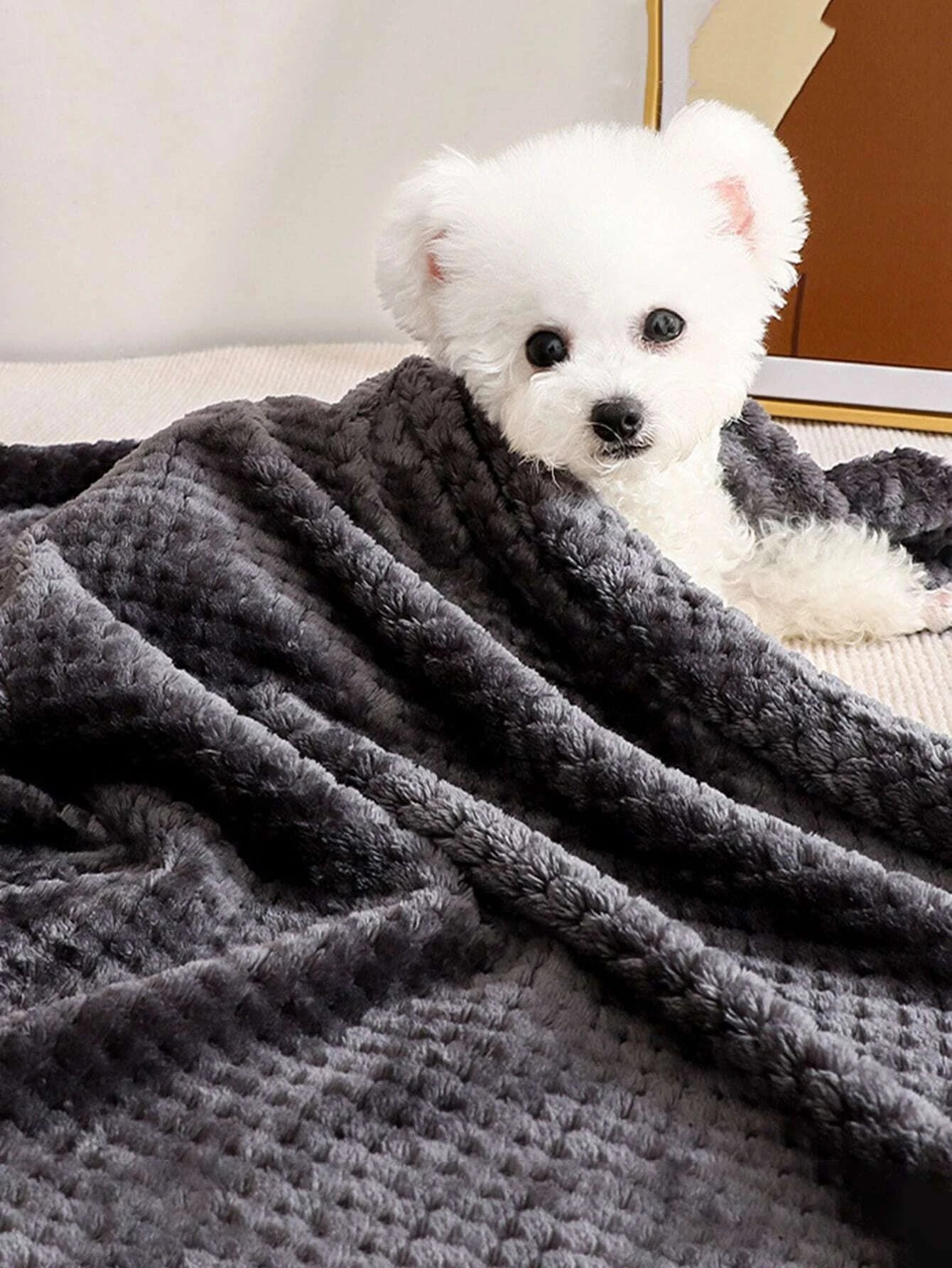 Plain Pet Blanket